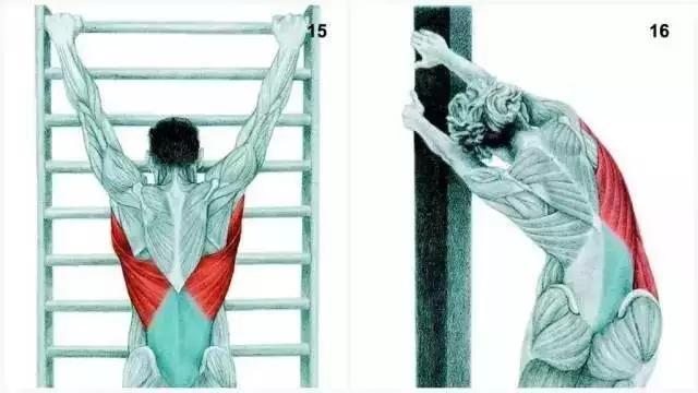 15、闊背肌伸展脊柱牽引