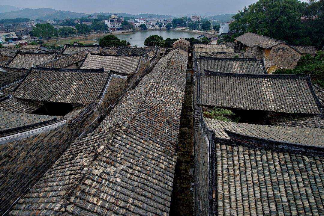 广西钦州灵山县东郊8公里处,有一个号称"荔枝村"的村子