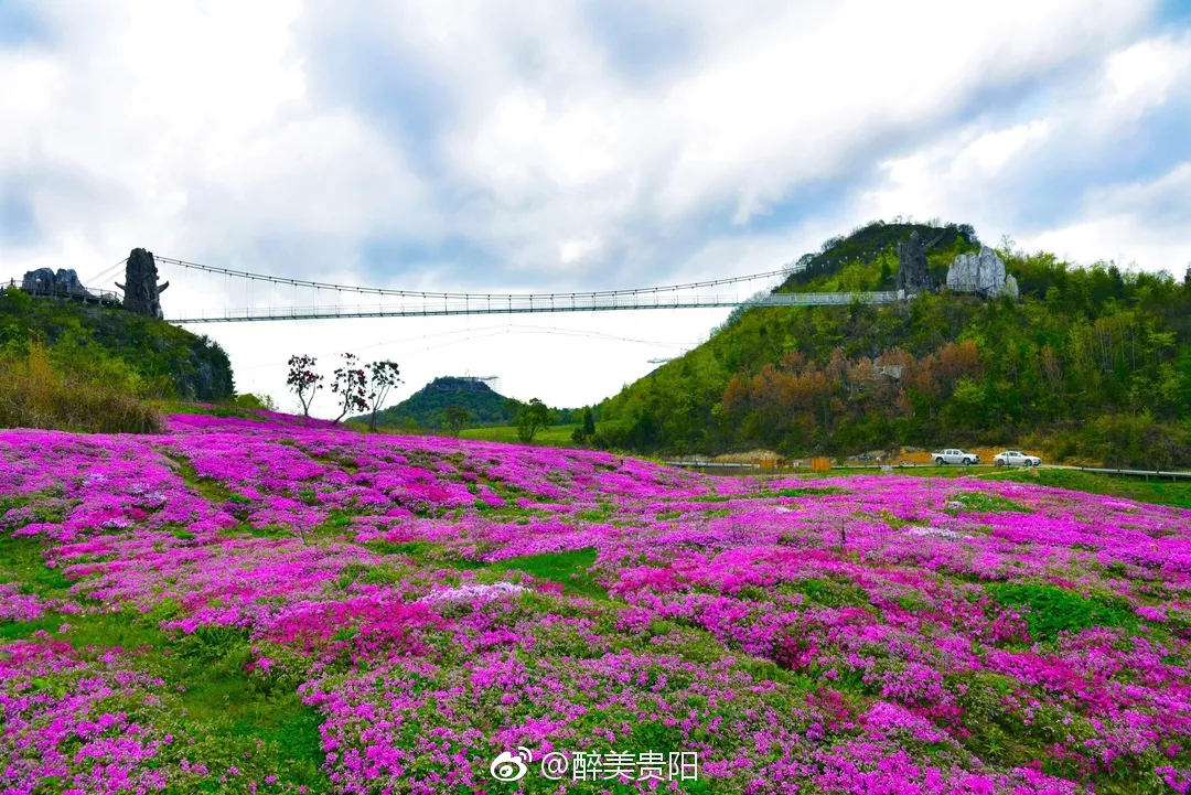 全国首座花海上的玻璃吊桥,原来在贵州