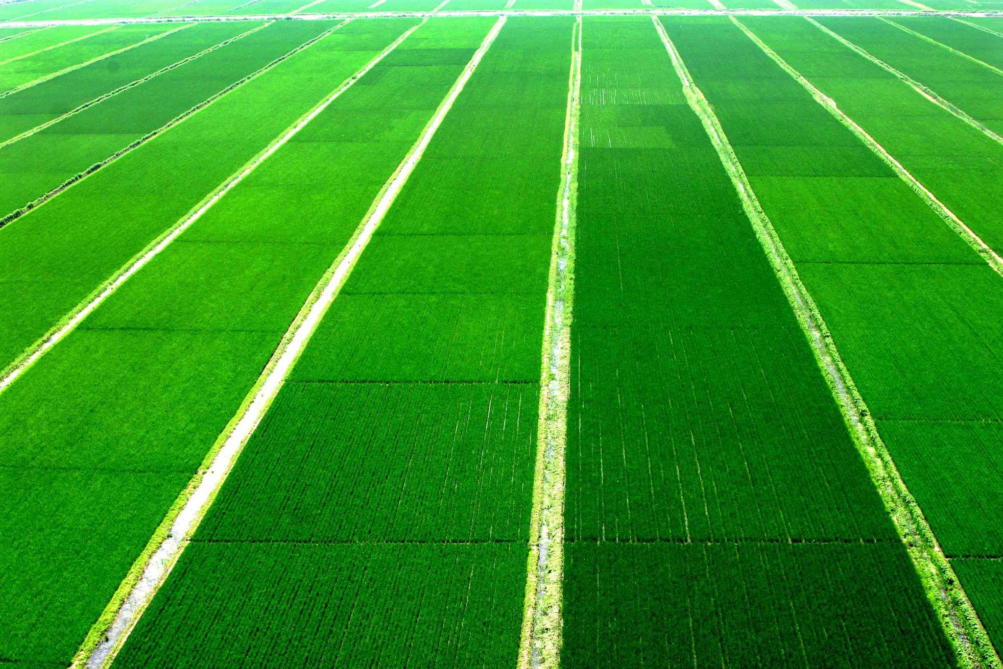 方舟子发3000字长文评袁隆平,网友:难得赞你一