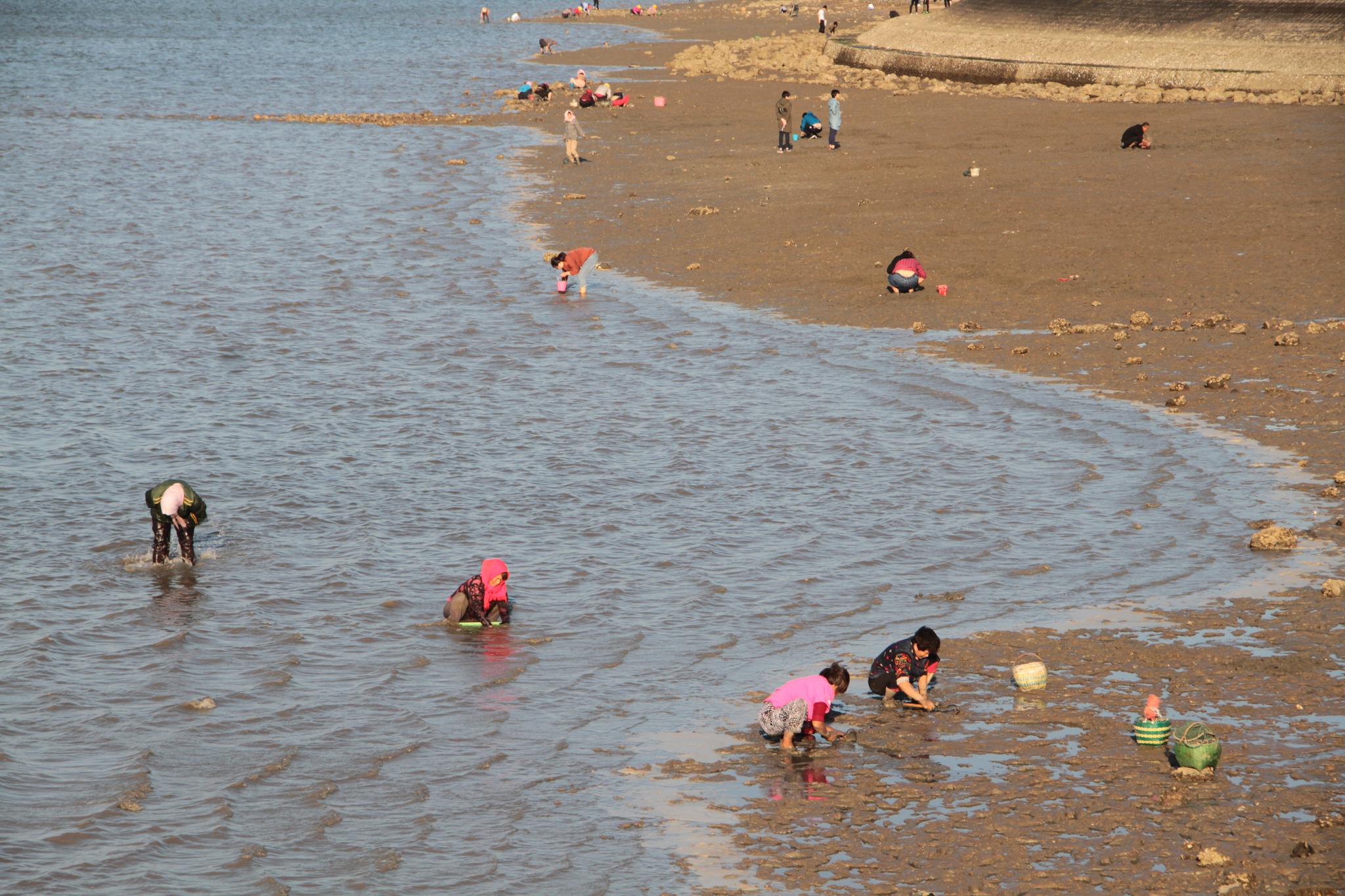 青岛老人扎堆赶海挖蛤蜊,2小时能挖一麻袋