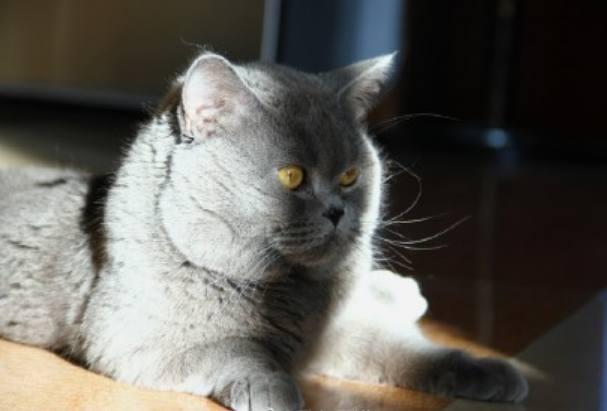 买了一只蓝猫,出差前交给奶奶养,一年后回家一