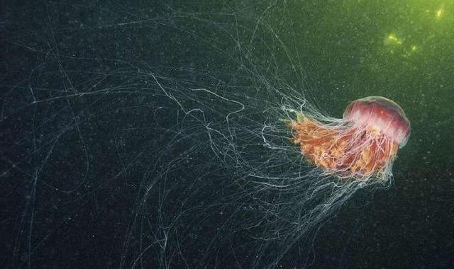 世界十大最美水母 别说好看了,能说出5种以上