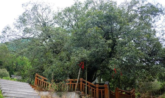 在那丹桂飘香的地方,到浦城走一走