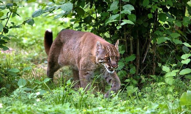 龙虎彪豹,彪是指哪种动物?