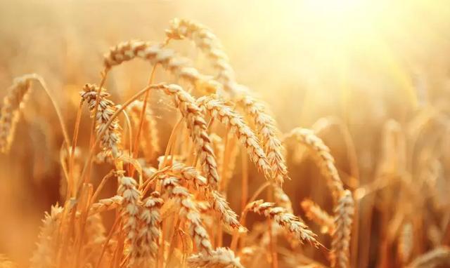 心动的信号麦穗个人信息 麦穗是不是真名