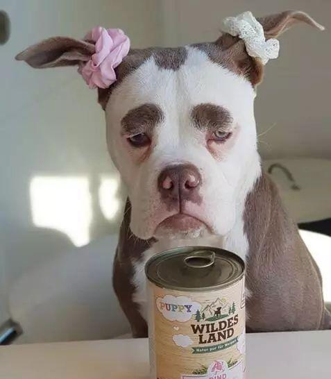 一只自带表情包的狗,这大眉毛太逗了,日常更是让人分分钟笑出声