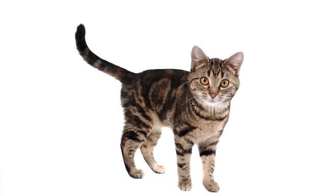 猫咪尾巴的语言,作为铲屎官的你一定要了解