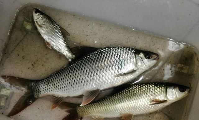 钓鱼技巧，钓鲮鱼的5种常见饵料配方