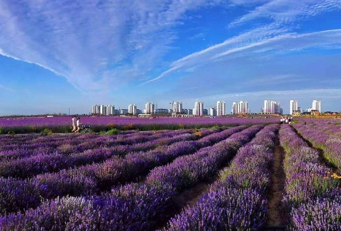 金昌人口_金昌鱼图片