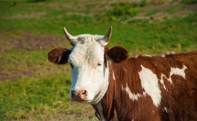 3生肖咸鱼翻身,8月逢8遇贵人,逢9撞财神