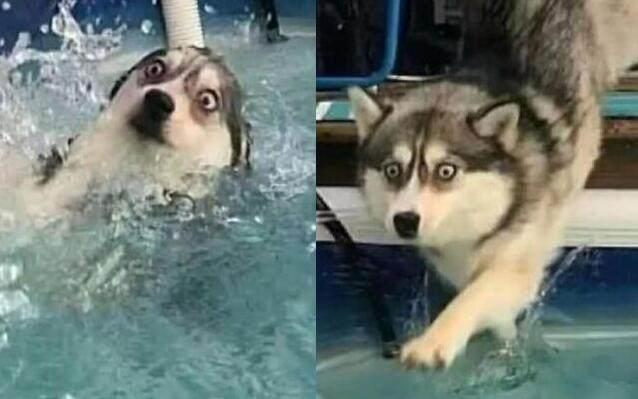 网友带二哈去游泳,结果这货下水的表情让人笑喷……犹如表情包