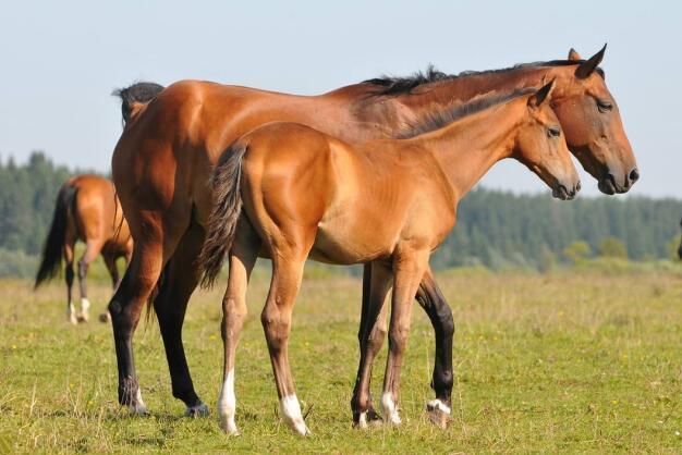 中国对汗血宝马的最早记录在西汉,为何现在都