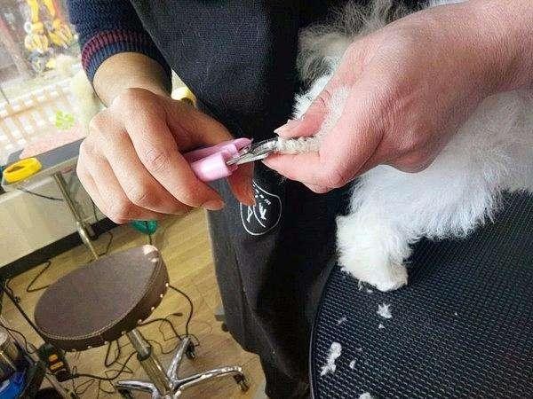 如何给狗狗指甲"断血线"