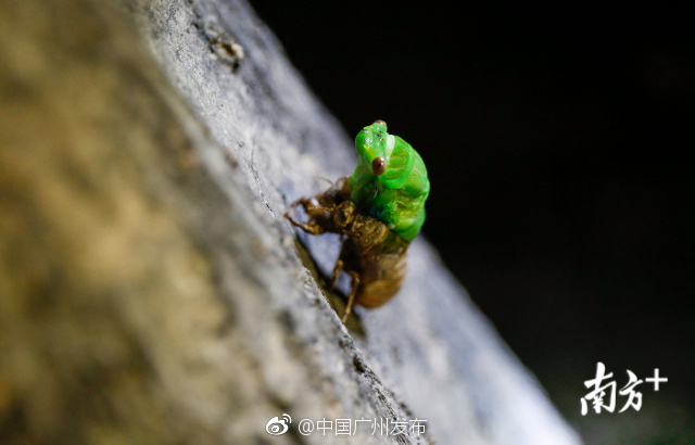 你见过金蝉脱壳全过程吗?我见过