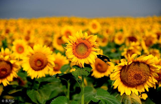 教育中心发布:新高考下还能复读吗?高考家长须