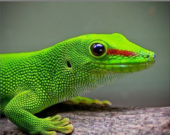地球上20大色彩最绚烂的蜥蜴,七彩变色龙令人永生难忘
