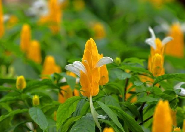 金苞花，黄金宝塔状的花苞，却开出白色花朵，还四季都有花开