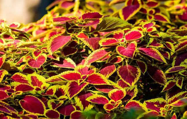 这几种植物耐干旱,非常经典的文章,不看后悔