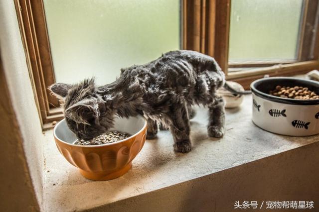 骨瘦如柴的流浪小猫主动找到自己主人 之后的它简直大变样!