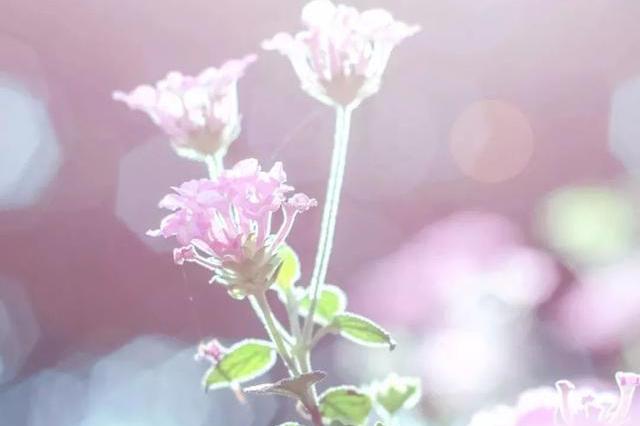 美炸了! 重庆网红美景做成的36张手机壁纸!