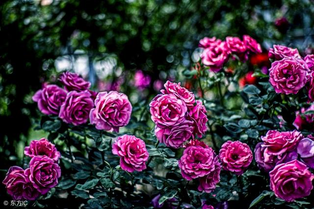 月季花苞向下垂?除了缺水,还可能有其他原因!