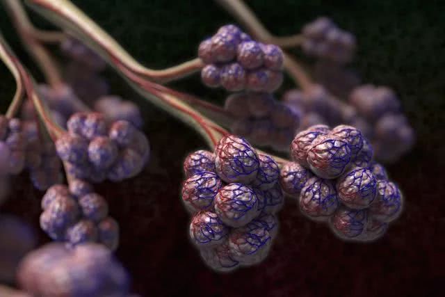 解密耐力是如何通过跑步运动有效提高的