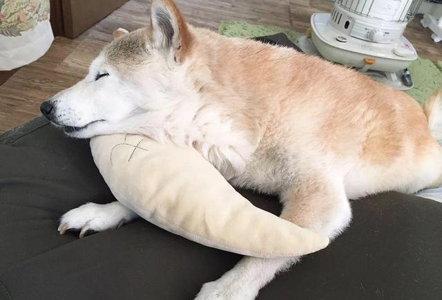 被喵星人深深爱着的18岁老柴犬去世了,原来爱情不分种族