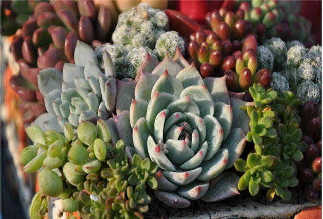 多肉植物浸盆有优点,但比浇水难是个缺点,这里