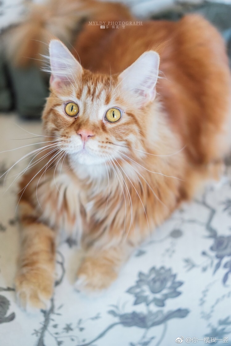 给大家介绍下钱多与米多嘻嘻。索尼a7m2 55