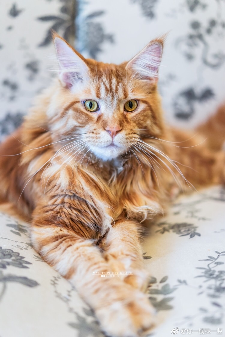 给大家介绍下钱多与米多嘻嘻。索尼a7m2 55