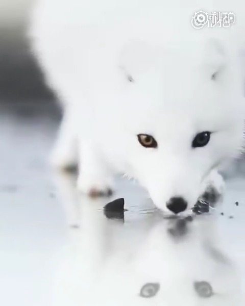 恐龙灭绝真相揭秘 1864年翼龙照片疑云