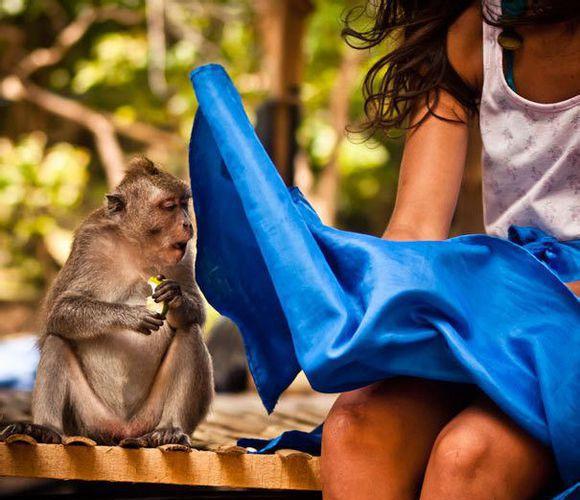 这些动物一看就知道不是什么好东西