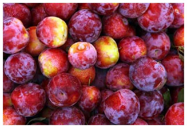 李子能酿酒吗?梅酒酿造的秘诀是什么?