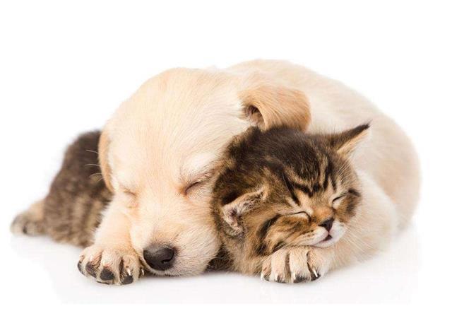 猫和狗的不同特征,难怪狗不能打败猫,你会在看完它们后明白