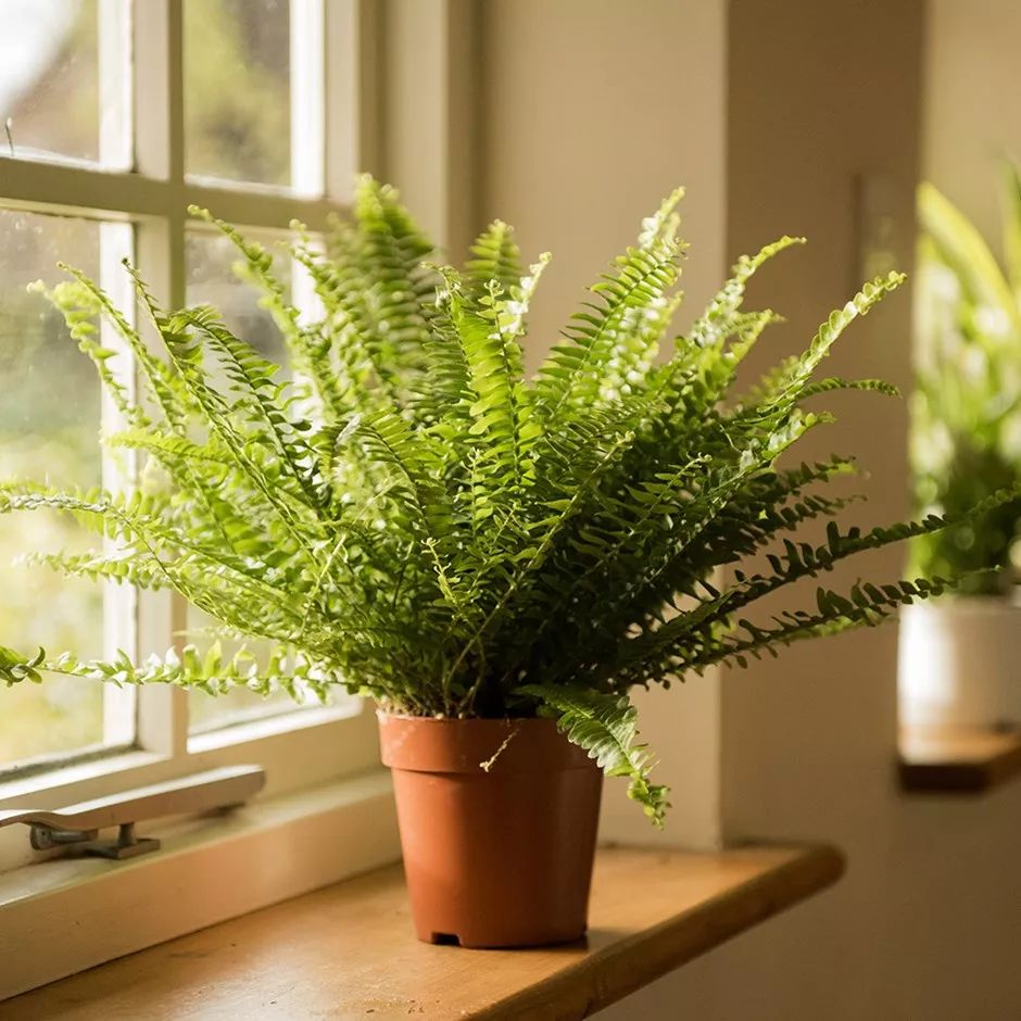是很常见的室内观赏盆栽,植株小巧,适合摆放在窗台上养护,喜欢适当的