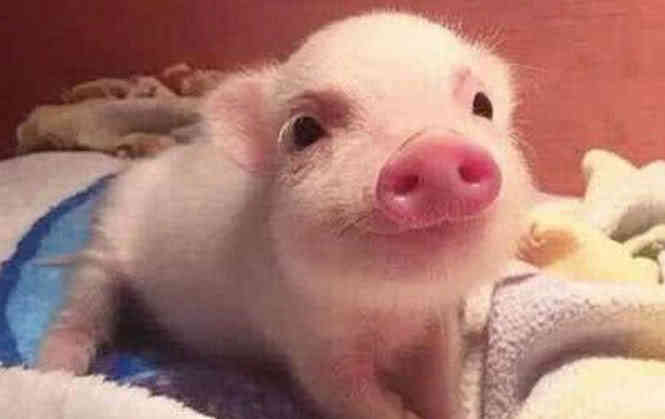 男子网上购买宠物猪做成脆皮烤猪,上传买家秀店家回复