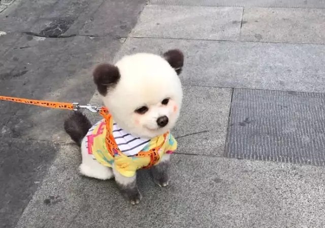 春晚上的比熊是别人家的“棉花糖”而你家的比熊--很尴尬