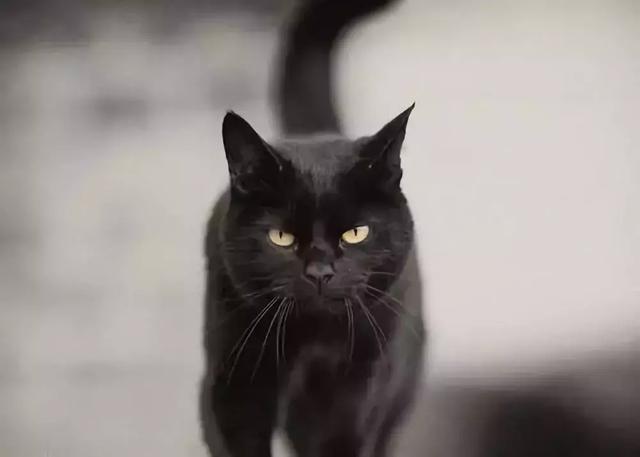 比瑞吉猫粮遭质疑 官方正面回应 那是伪公知 比瑞吉 诱食剂 猫粮 新浪新闻