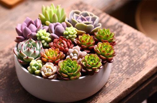 冬天多肉植物冻伤了,这两个步骤很重要,挽救肉