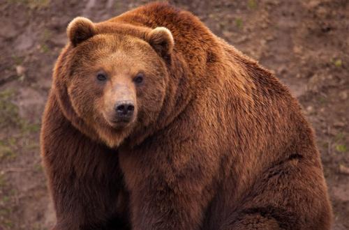 世界上最凶猛的十种动物, 惹谁都不要惹他们!