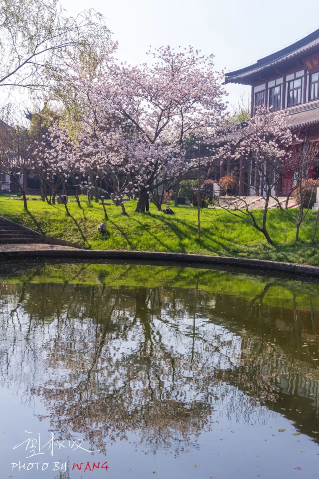 樱花|大明寺|扬州_新浪网