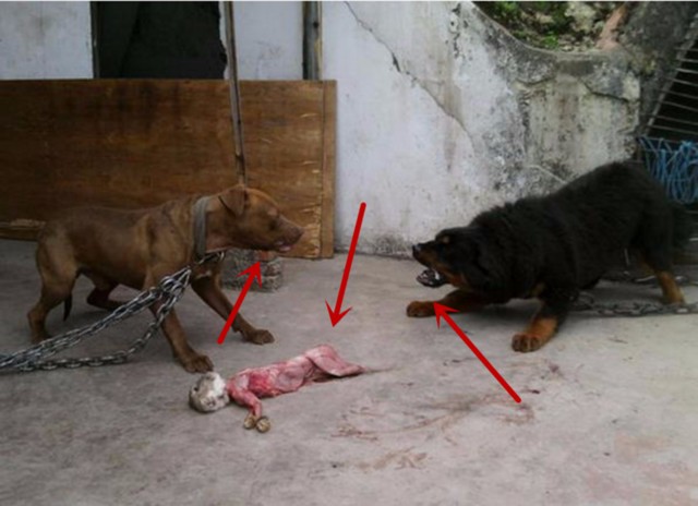 藏獒咬死母比特犬的小狗崽,狗妈妈怒火攻心,决定与藏獒同归于尽