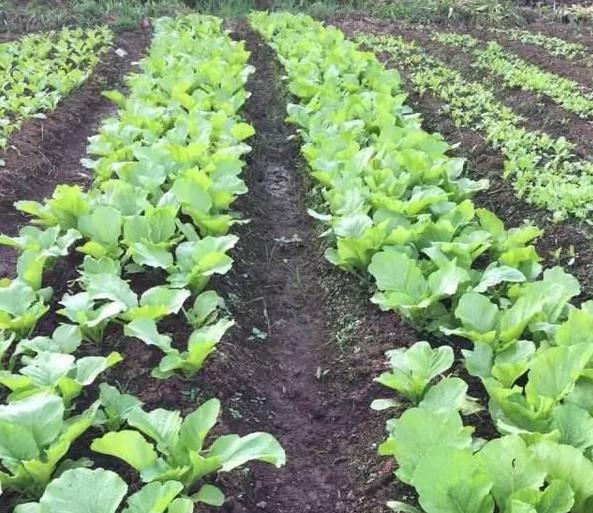 中国人在非洲种出新鲜菜, 非洲人很佩服但感到