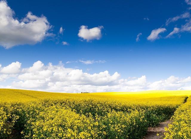油菜花开正当时，抽空走进田野，和春天来场诗情画意的约会吧!