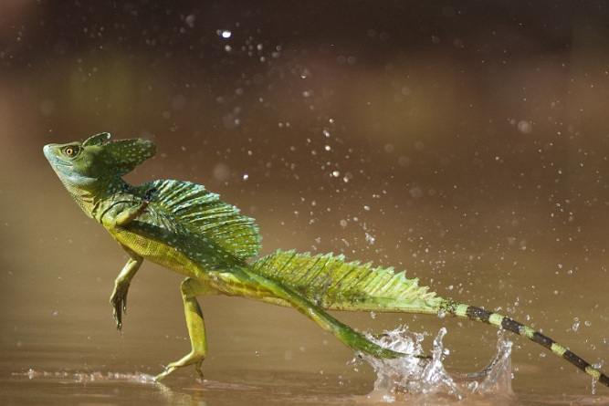 这种头顶绿色双冠的胆小蜥蜴,是如何炼成"水上漂"这门功夫的?