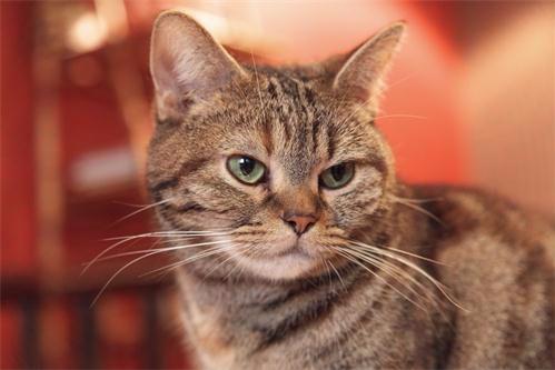 猫罐头红肉白肉,猫罐红肉白肉哪个好