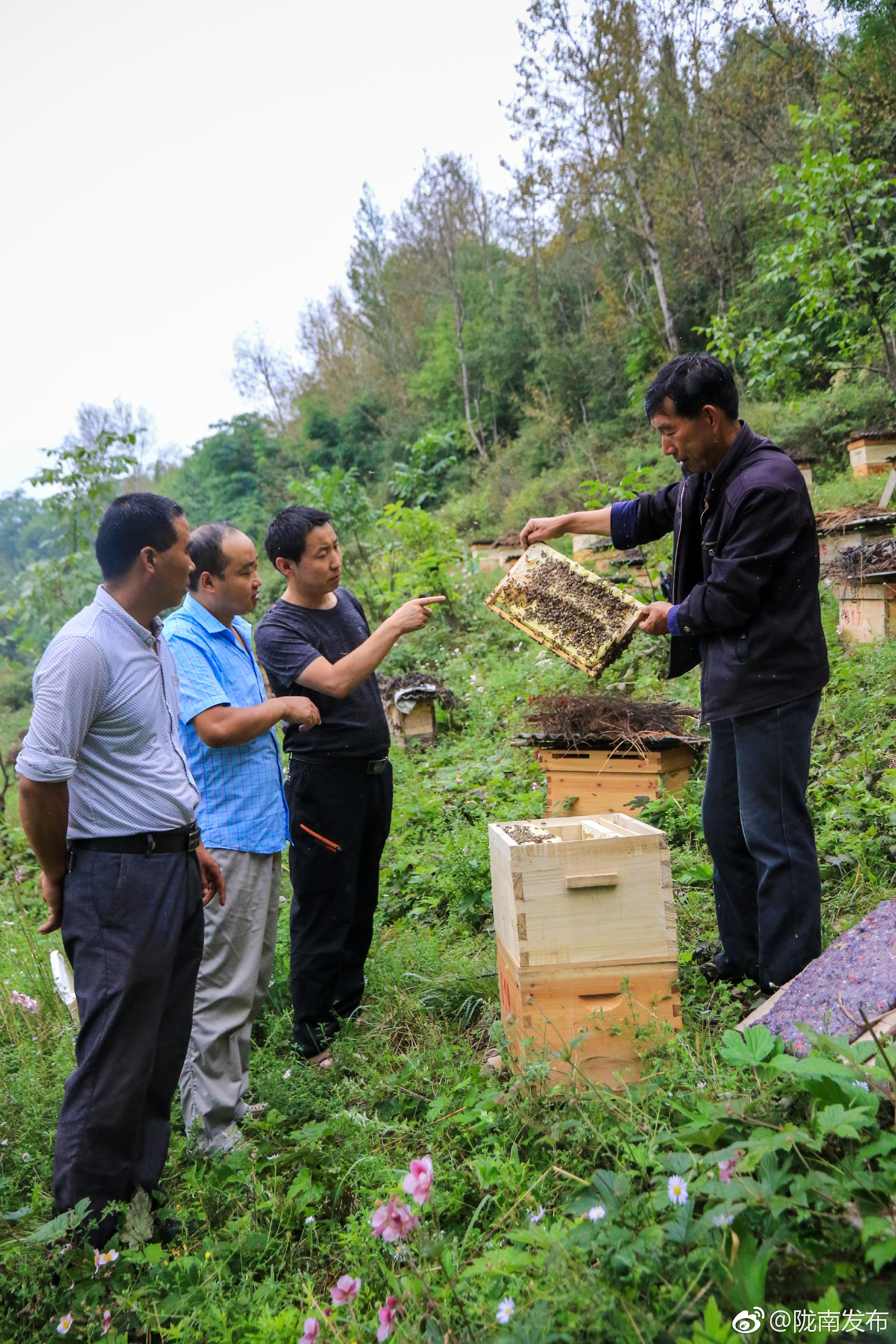 宕昌县南阳镇上付村特色产业农民专业合作社社