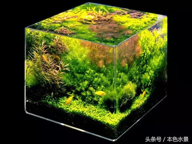 本色水景课堂| 开缸水草的选择,水草草缸生态缸造景培训学习开店