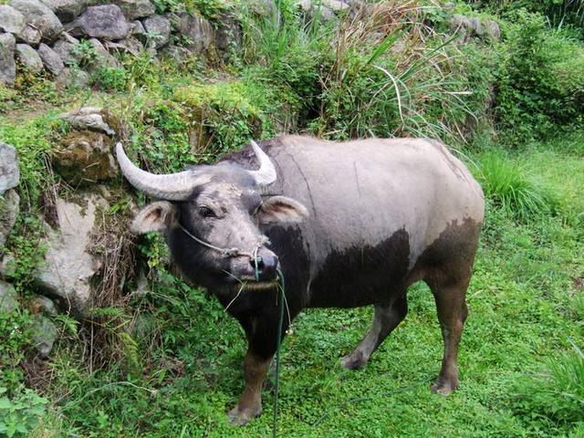 印度的牛鼻环有什么魔力?女生带上之后，没人敢和她接触?